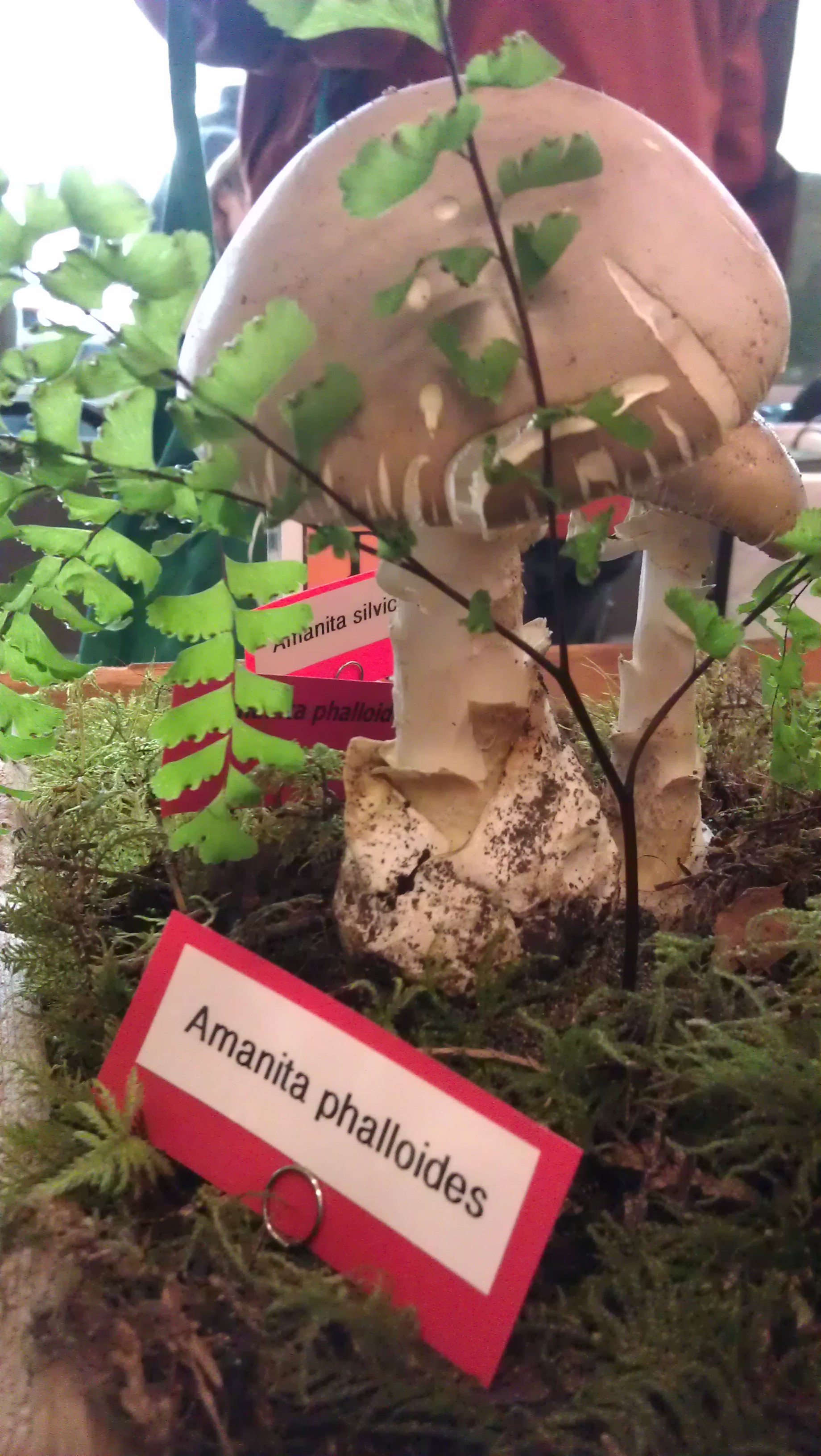 Amanita phalloides (The Death Cap)
