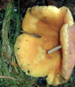 Dancing worm on mushroom
